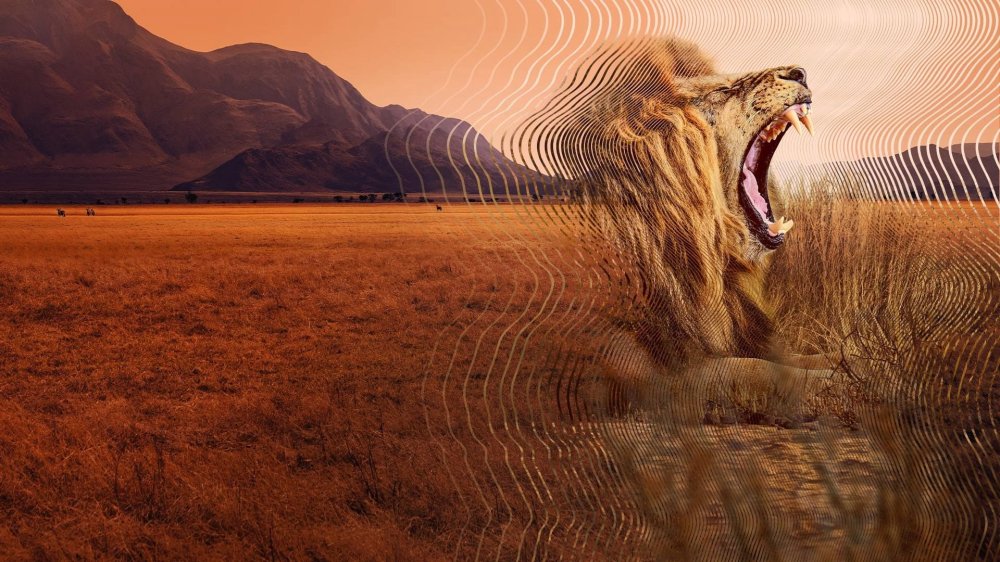 David Attenborough: Thế Giới Bí Mật Của Âm Thanh - Secret World Of Sound